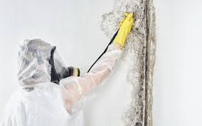 Best Commercial Mold Inspection in Morehead, KY